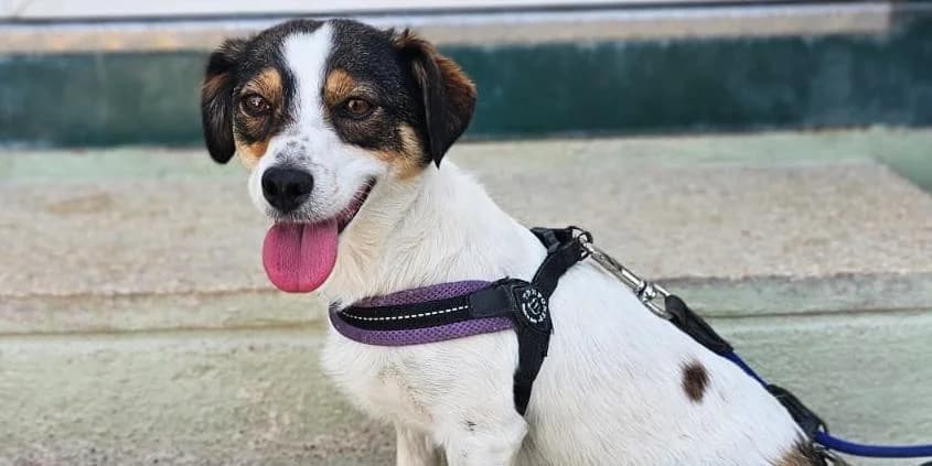 Carina, dreifarbig female young Mixed Breed for adoption at PfotenFreunde Sardinien e.V.