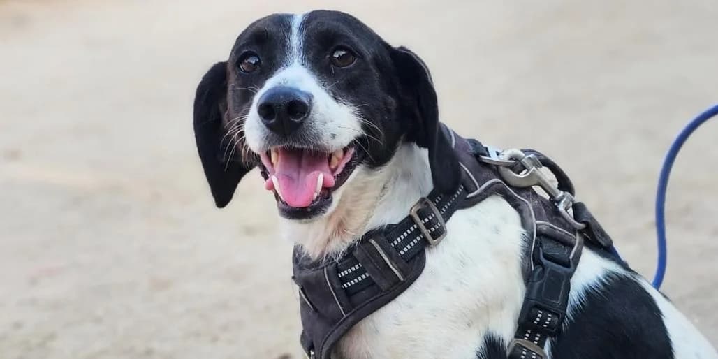 Mirta, schwarz-weiß female 4yo Mixed Breed for adoption at PfotenFreunde Sardinien e.V.