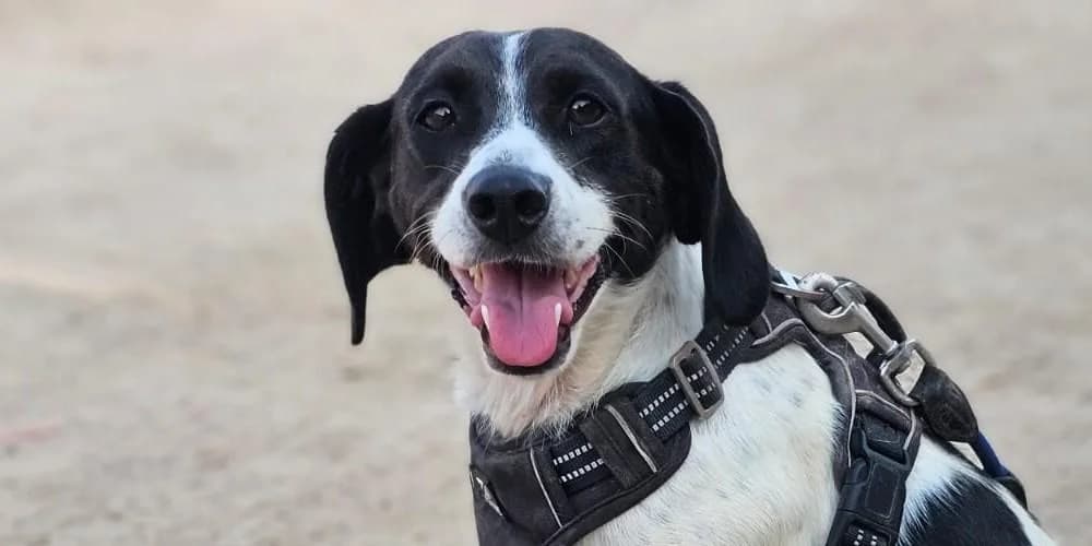 Mirta, schwarz-weiΓ female 4yo Mixed Breed for adoption at PfotenFreunde Sardinien e.V.