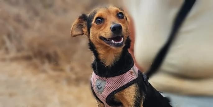 Lorella, braun-schwarz female young Mixed Breed for adoption at PfotenFreunde Sardinien e.V.
