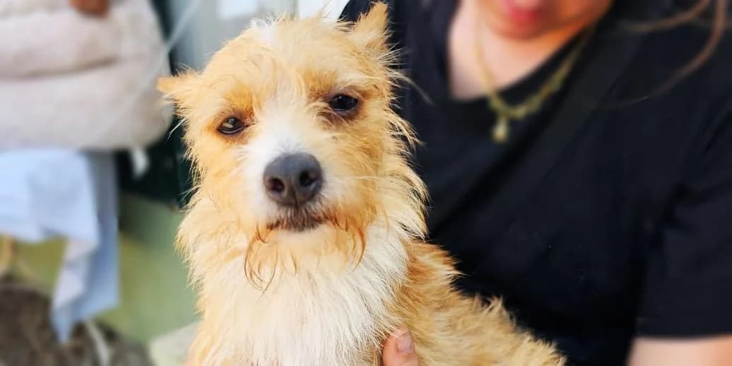 Sue, beige mit weiß female young Mixed Breed for adoption at PfotenFreunde Sardinien e.V.
