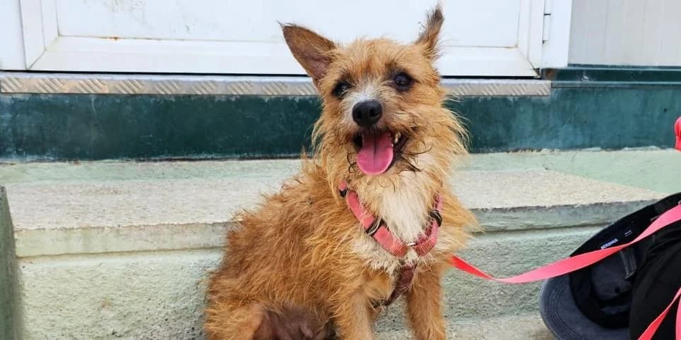 Sarina, beige mit weiß female 4yo Mixed Breed for adoption at PfotenFreunde Sardinien e.V.