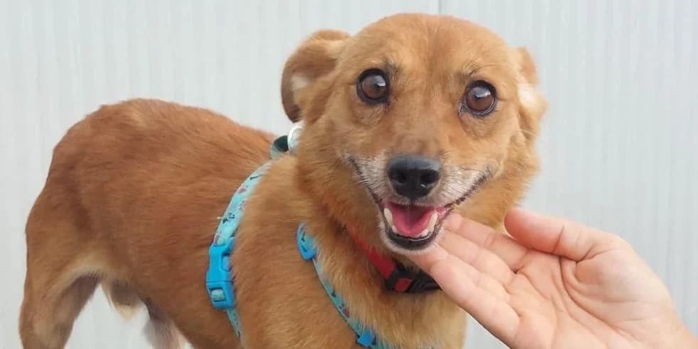 Limpo, braun mit weiΓen PfΓΆtchen male 6yo Mixed Breed for adoption at PfotenFreunde Sardinien e.V.