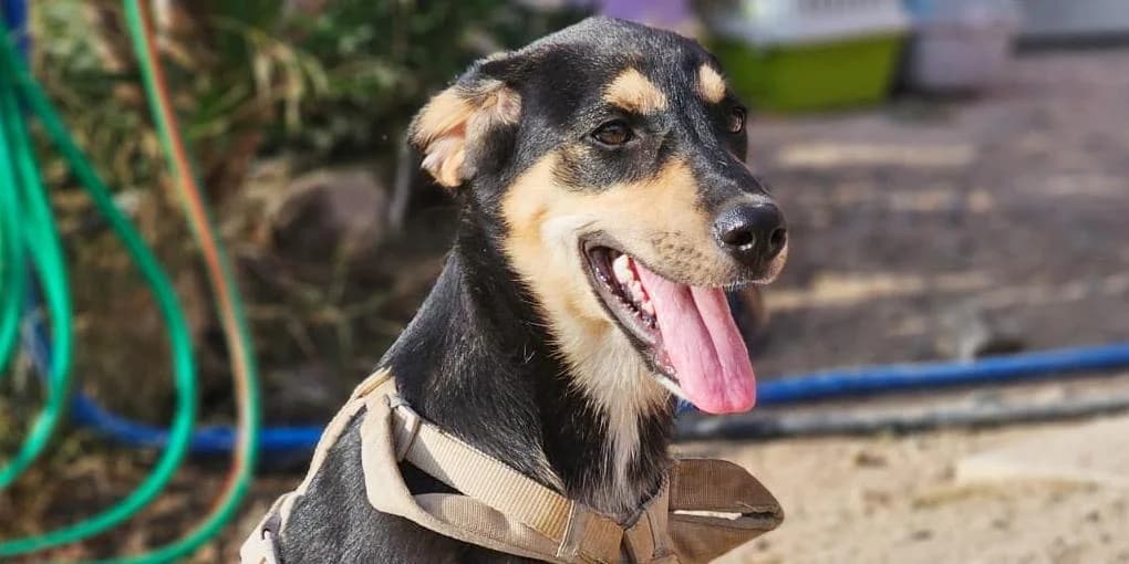 Ovidia, schwarz - beige mit ausdrucksstarker hellbrauner Gesichtsmaske female puppy Mixed Breed for adoption at PfotenFreunde Sardinien e.V.