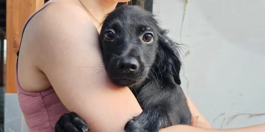 Biagino, schwarz male Mixed Breed for adoption at PfotenFreunde Sardinien e.V.