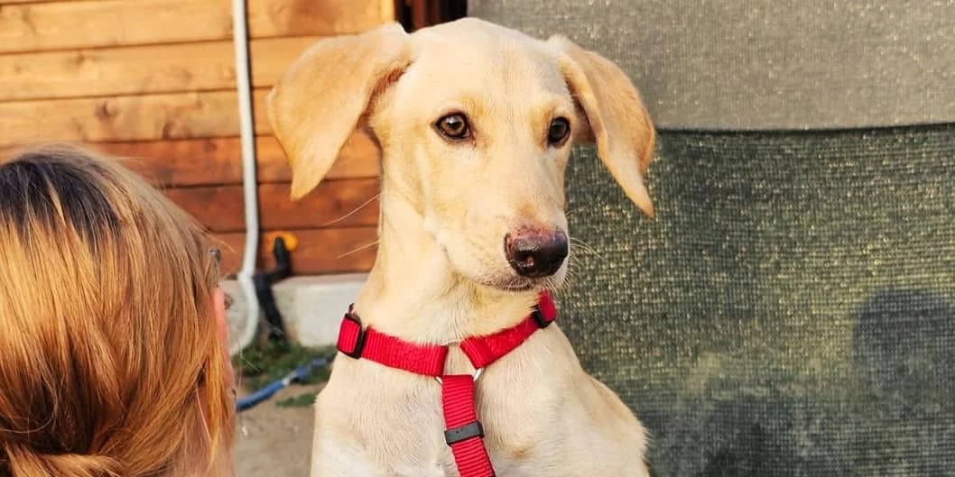 Orione piccolo, creme male puppy Mixed Breed for adoption at PfotenFreunde Sardinien e.V.