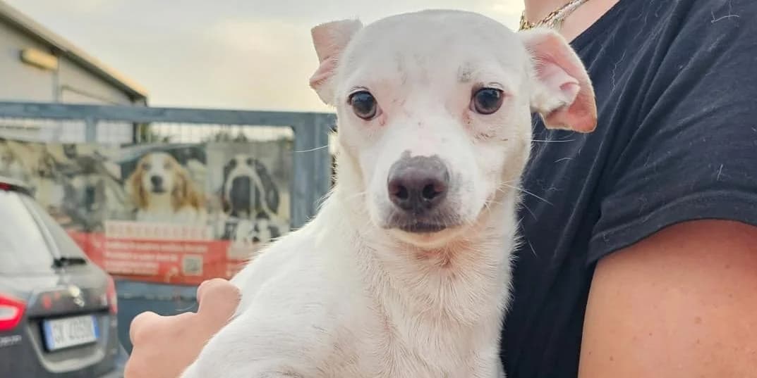 Sweet, weiΓ male young Mixed Breed for adoption at PfotenFreunde Sardinien e.V.
