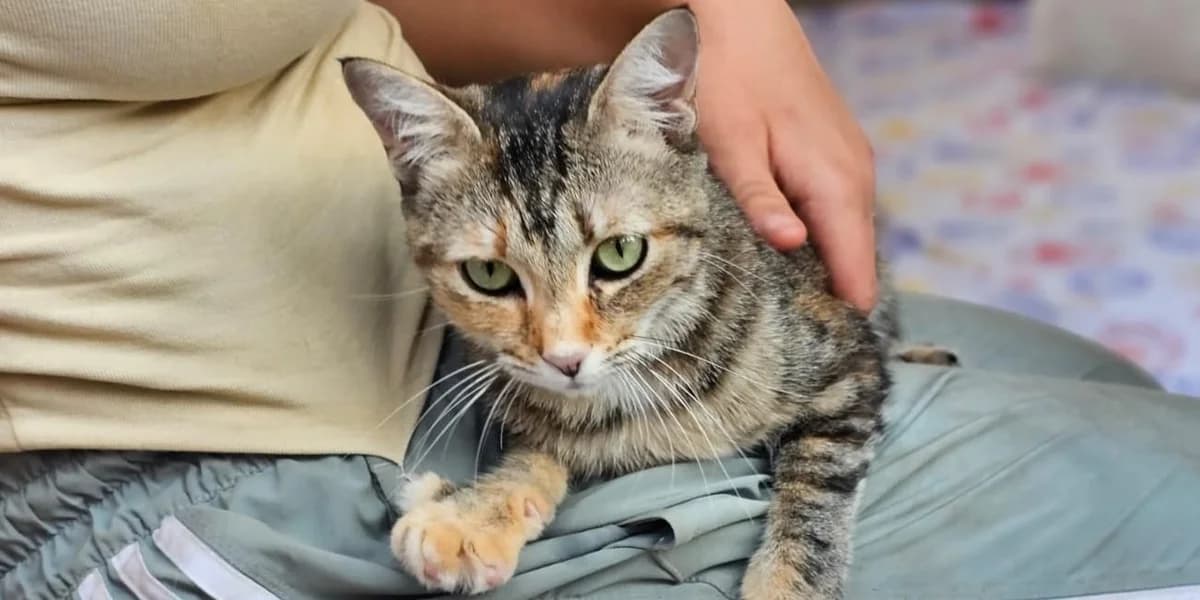 Briciola, young European Shorthair for adoption at PfotenFreunde Sardinien e.V.
