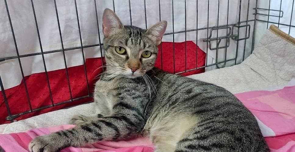 Crispina, young European Shorthair for adoption at PfotenFreunde Sardinien e.V.
