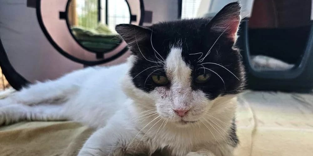 Bartolomeo, senior European Shorthair for adoption at PfotenFreunde Sardinien e.V.