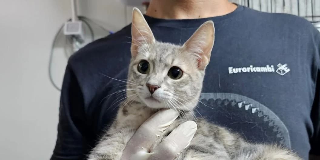 Lella, grau puppy European Shorthair for adoption at PfotenFreunde Sardinien e.V.