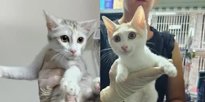 Stella und Luna, grau puppy European Shorthair for adoption at PfotenFreunde Sardinien e.V.