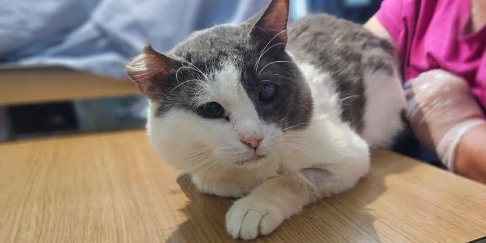 Marilino, senior European Shorthair for adoption at PfotenFreunde Sardinien e.V.