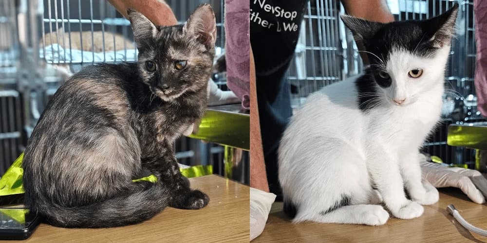 Orina und Orino, schwarz puppy European Shorthair for adoption at PfotenFreunde Sardinien e.V.