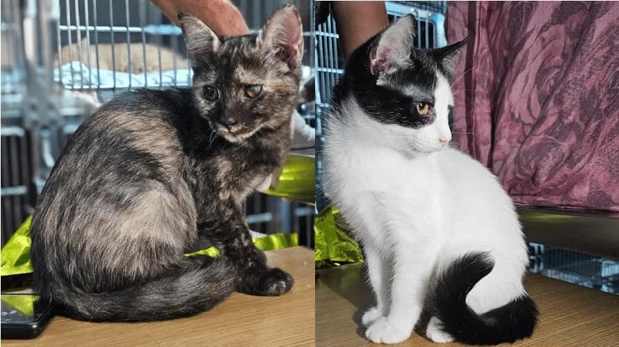 Orina und Orino, schwarz puppy European Shorthair for adoption at PfotenFreunde Sardinien e.V.