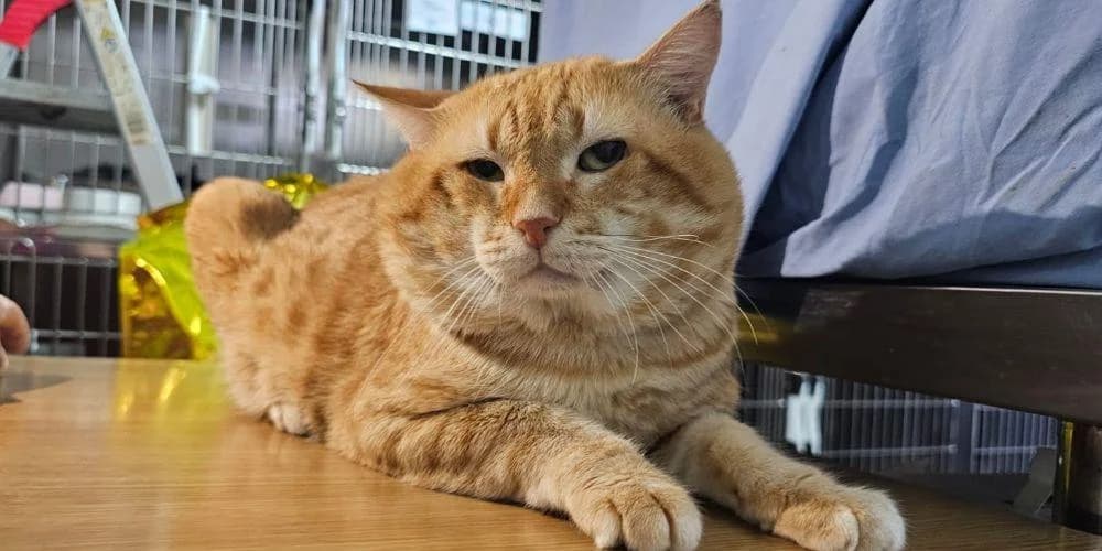 Red Grande, senior European Shorthair for adoption at PfotenFreunde Sardinien e.V.