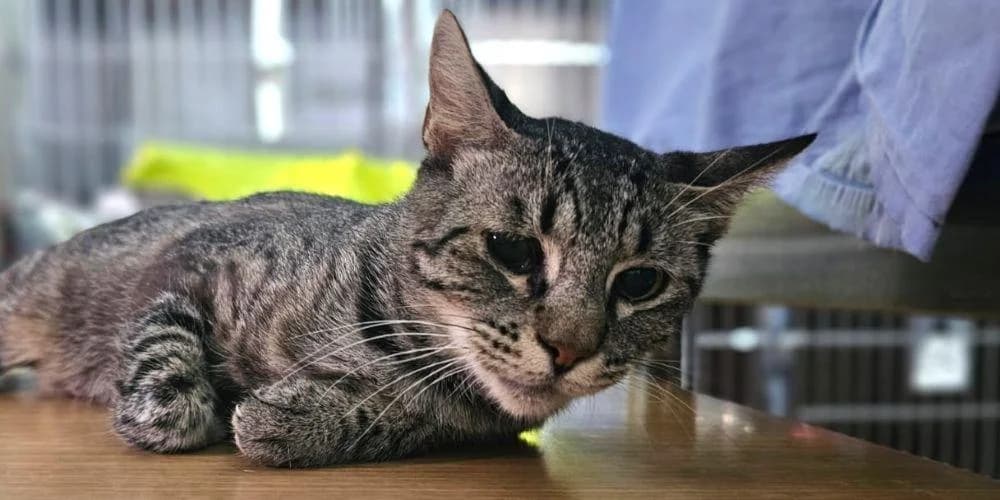 Fortunata, 5yo European Shorthair for adoption at PfotenFreunde Sardinien e.V.