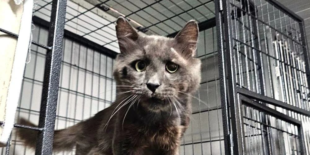 Cenerino, weiß senior European Shorthair for adoption at PfotenFreunde Sardinien e.V.