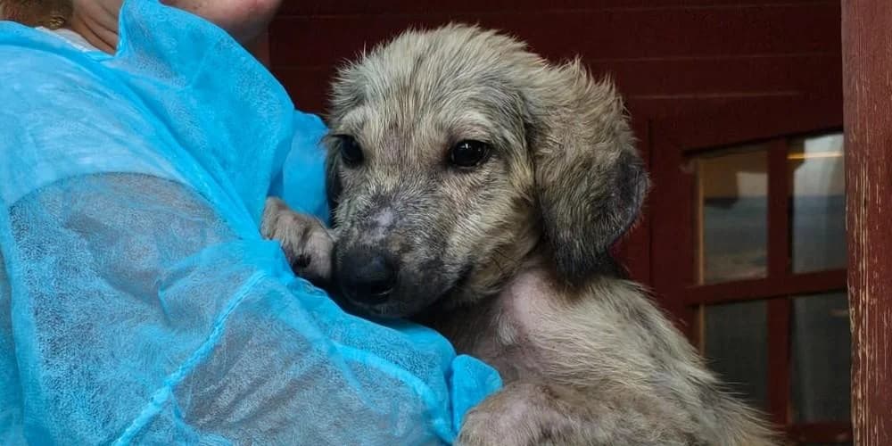 Ernestino, beige gestromt male puppy Mixed Breed for adoption at PfotenFreunde Sardinien e.V.