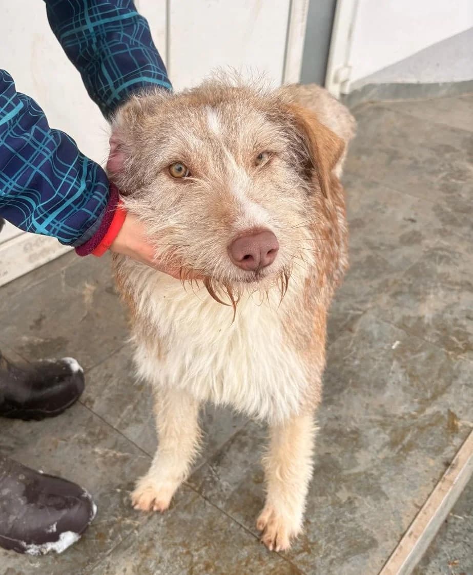 Sara, female young Mixed Breed for adoption at Pfotenglück Bayern