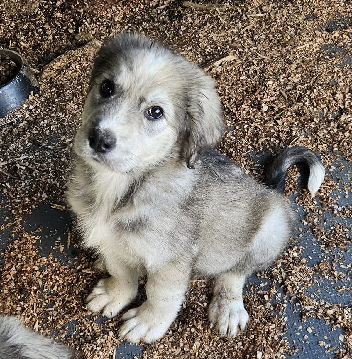 Shari-reserviert, female puppy Mixed Breed for adoption at Pfotenglück Bayern