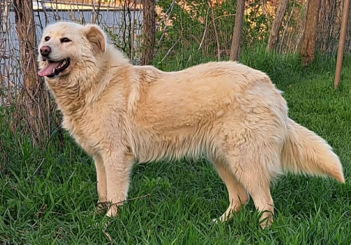 Alba, female 3yo Mixed Breed for adoption at Pfotenglück Bayern