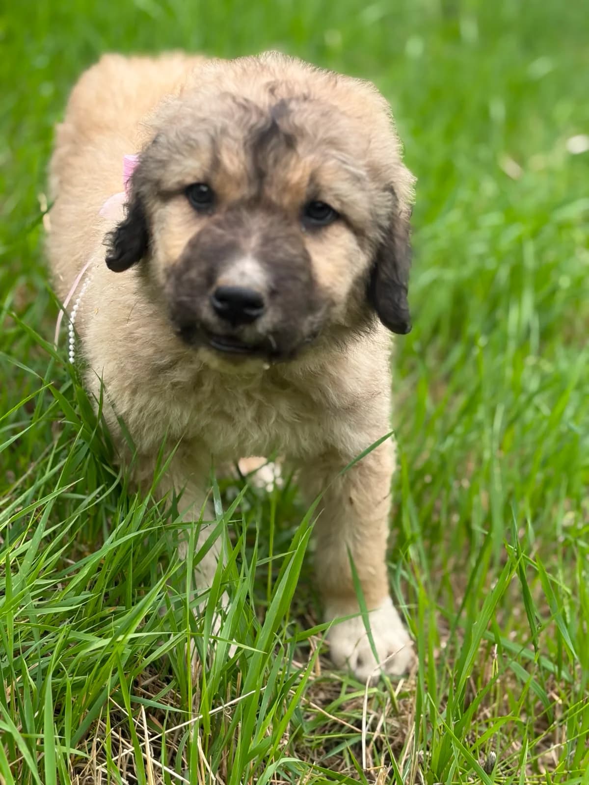 Alva, female puppy Mixed Breed for adoption at Pfotenglück Bayern