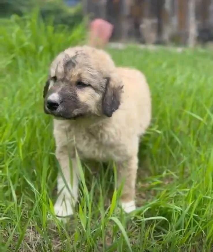 Alvo, male puppy Mixed Breed for adoption at Pfotenglück Bayern