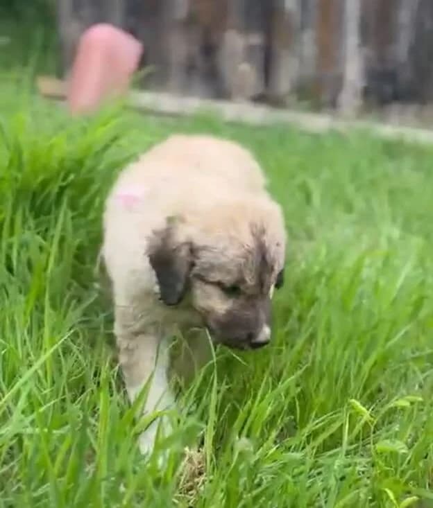 Alvo-reserviert, male puppy Mixed Breed for adoption at Pfotenglück Bayern