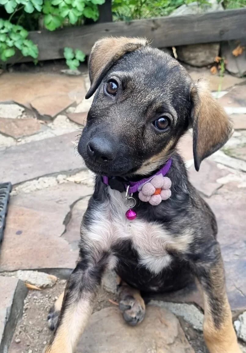 Anna-reserviert, female puppy Mixed Breed for adoption at Pfotenglück Bayern