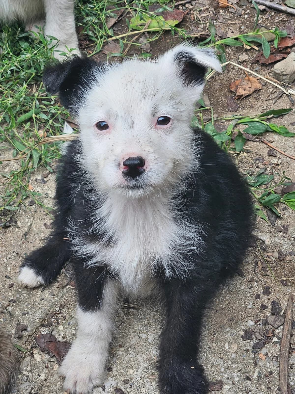 Aris-reserviert, male puppy Mixed Breed for adoption at Pfotenglück Bayern