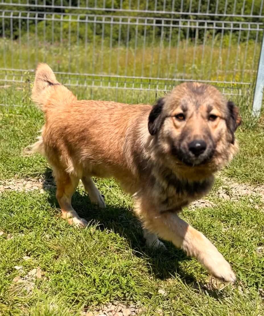 Ava, female young Mixed Breed for adoption at Pfotenglück Bayern