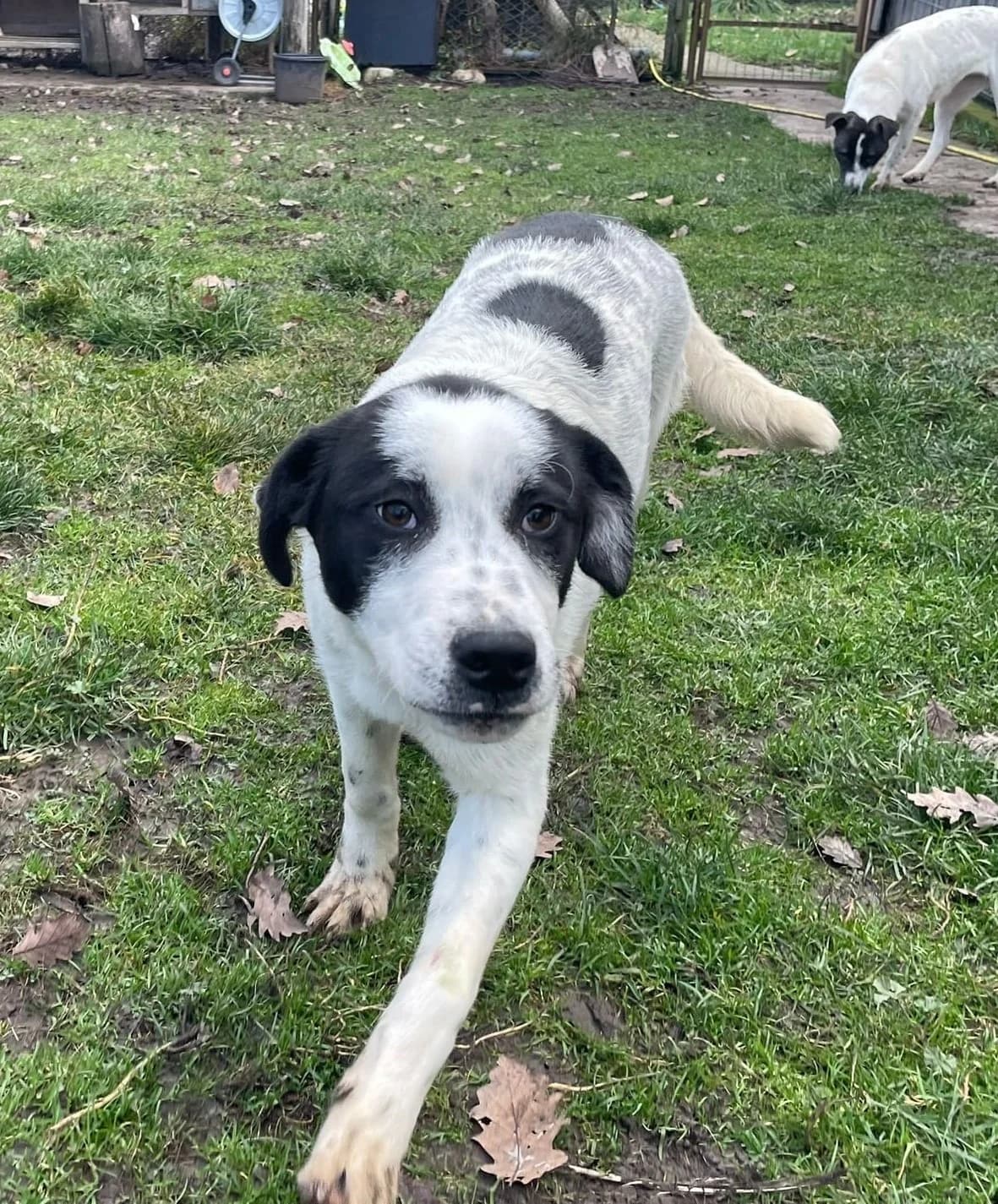 Beppo, male puppy Mixed Breed for adoption at Pfotenglück Bayern