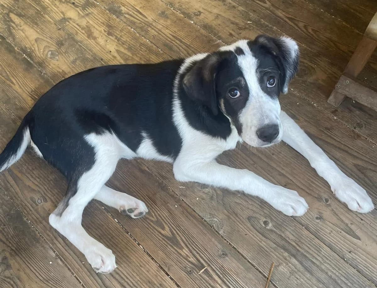 Betti, female puppy Mixed Breed for adoption at Pfotenglück Bayern