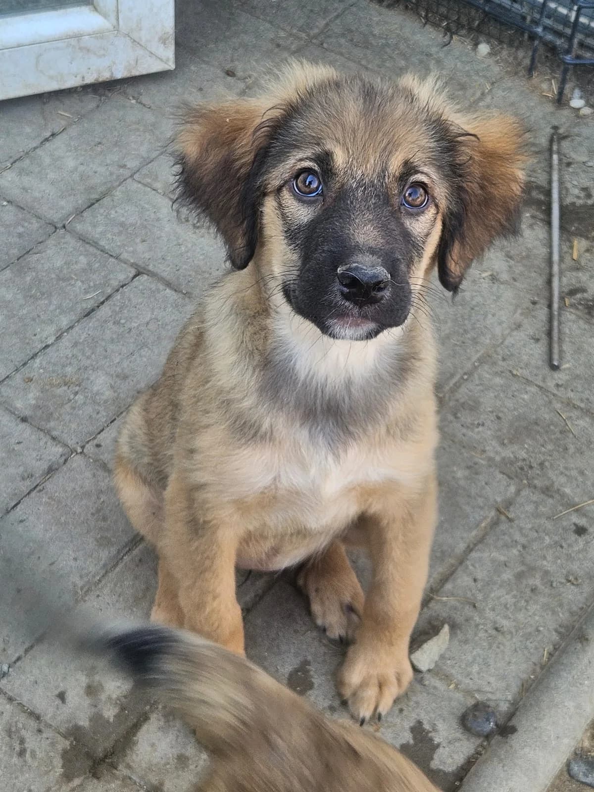 Biene-reserviert, female puppy Mixed Breed for adoption at Pfotenglück Bayern