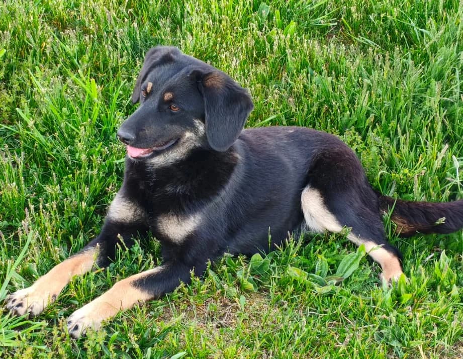 Blacky-reserviert, female puppy Mixed Breed for adoption at Pfotenglück Bayern