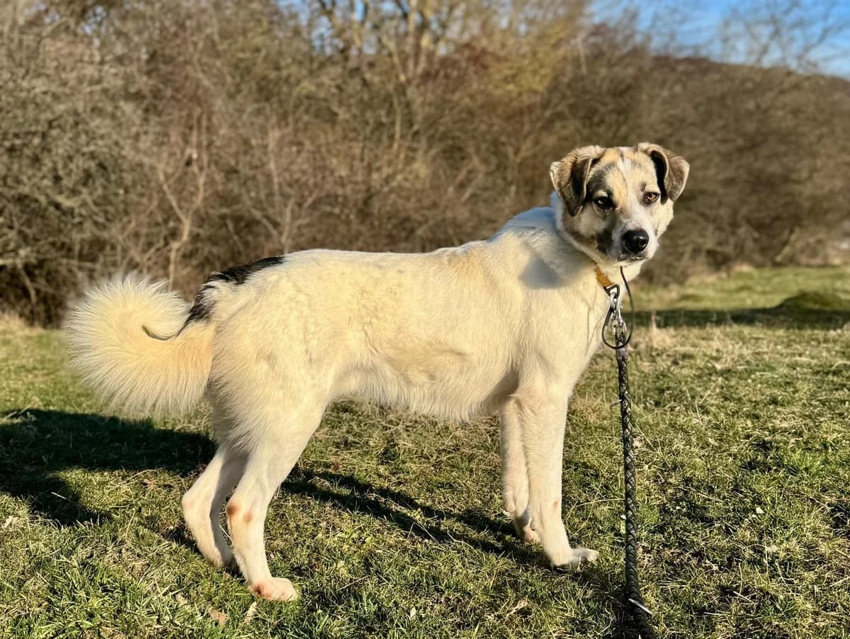 Bonito, female 3yo Mixed Breed for adoption at Pfotenglück Bayern