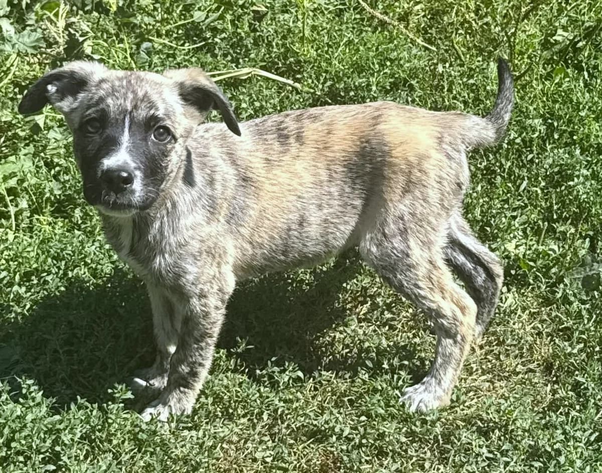 Bonnie, female puppy Mixed Breed for adoption at Pfotenglück Bayern