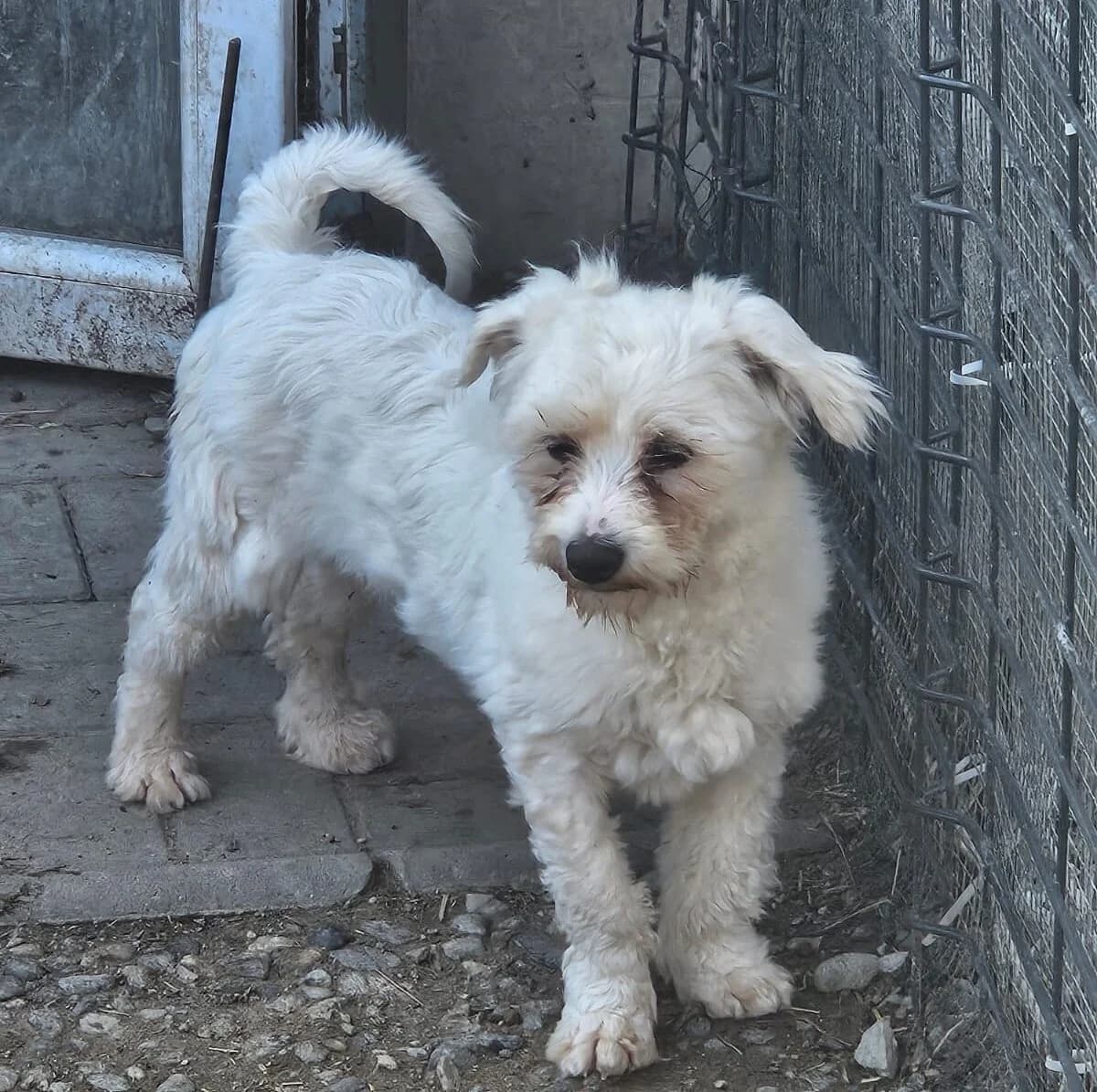 Bubu, male young Bichon Frisé for adoption at Pfotenglück Bayern
