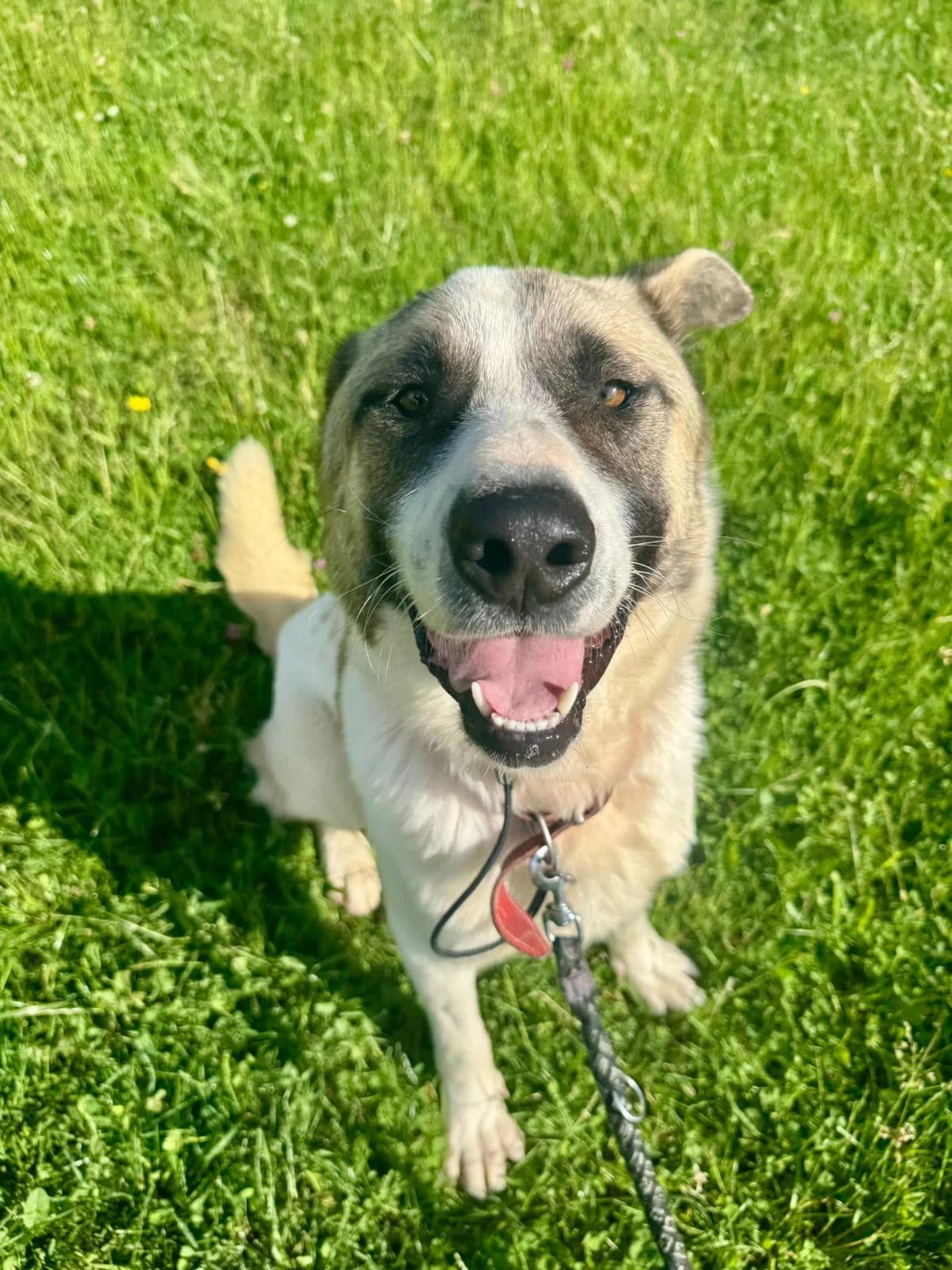 Buddy, male young Mixed Breed for adoption at Pfotenglück Bayern
