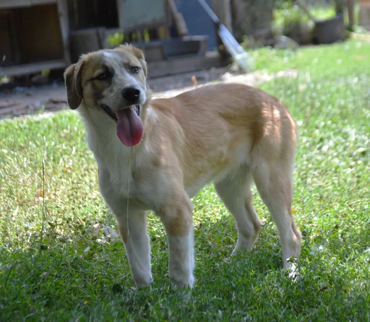 Cuna, female young Mixed Breed for adoption at Pfotenglück Bayern
