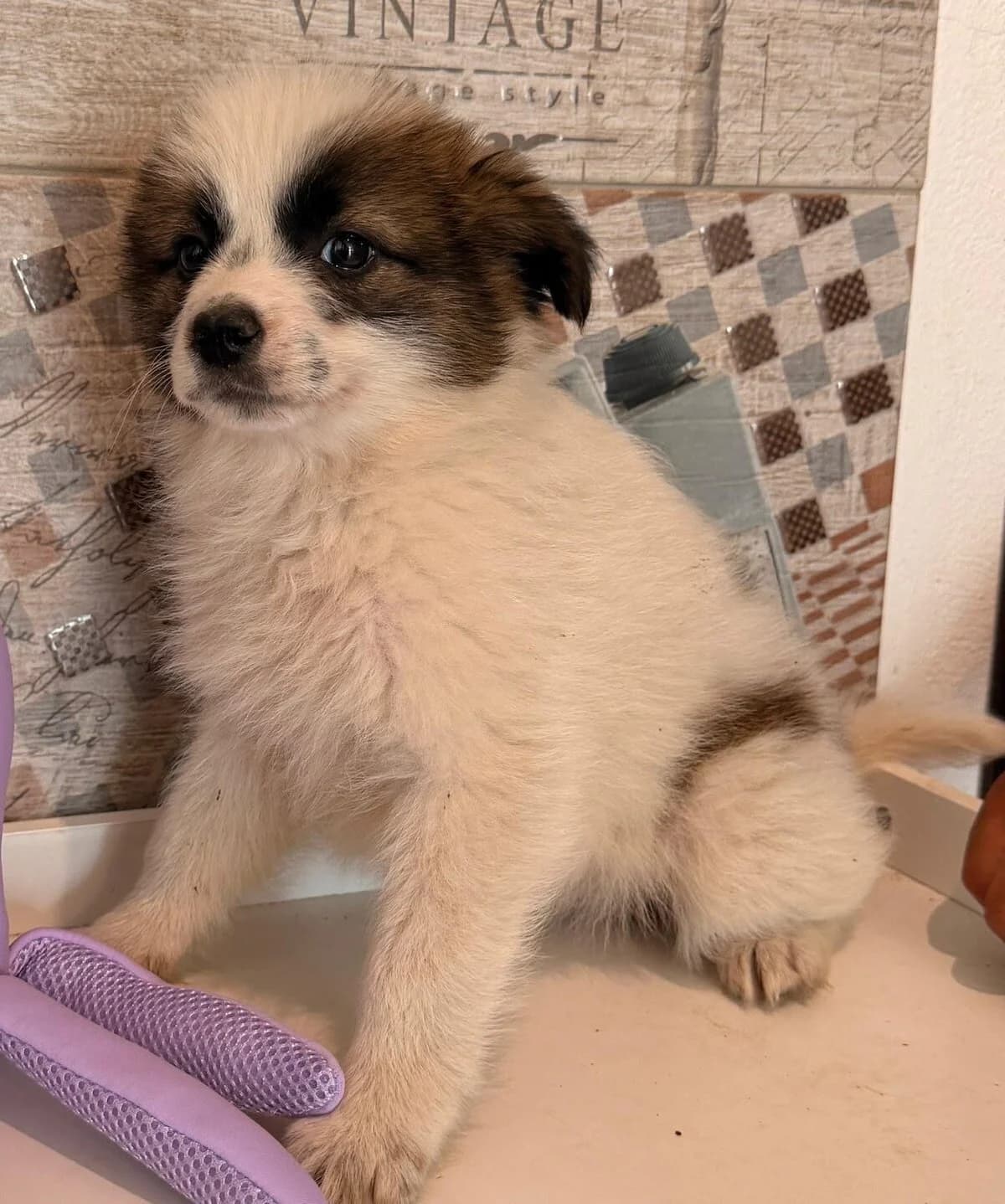 Daria-reserviert, female puppy Mixed Breed for adoption at Pfotenglück Bayern