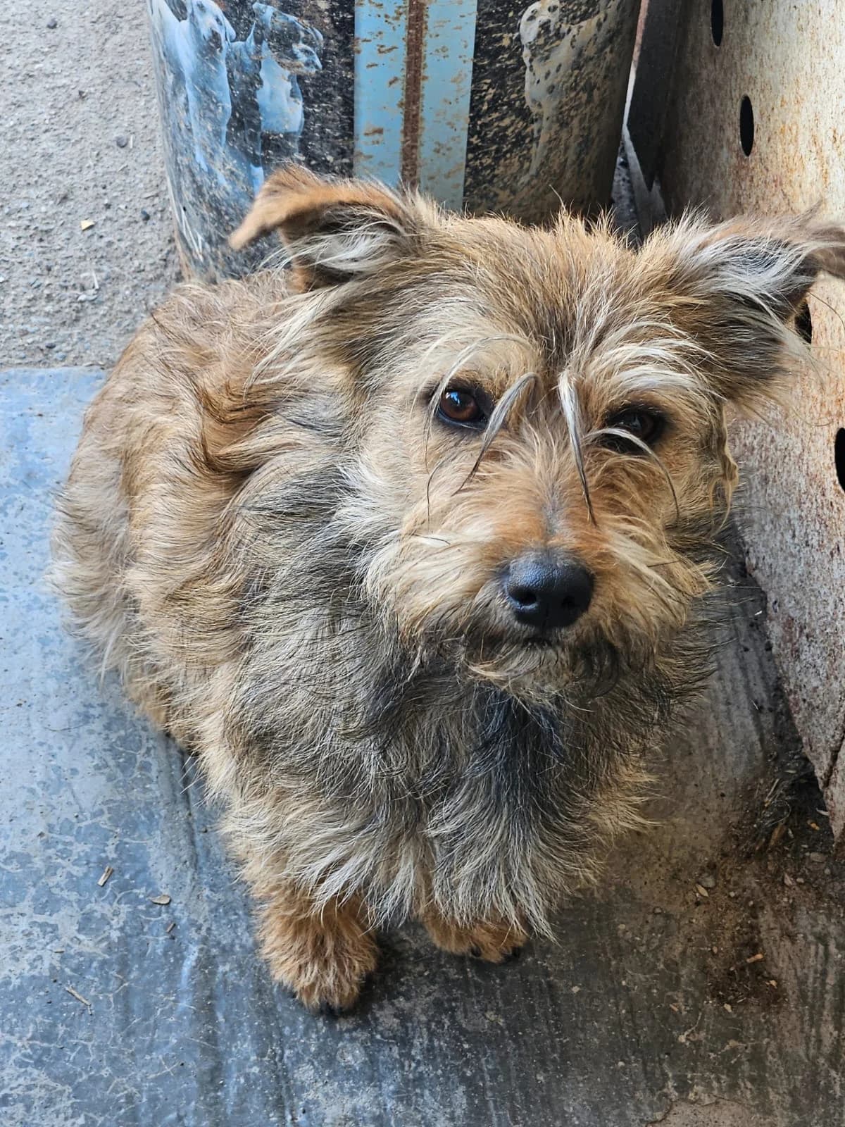 DJ, male young Mixed Breed for adoption at Pfotenglück Bayern