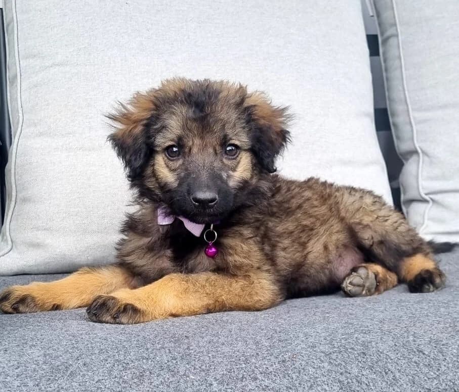 Elsa-reserviert, female puppy Mixed Breed for adoption at Pfotenglück Bayern