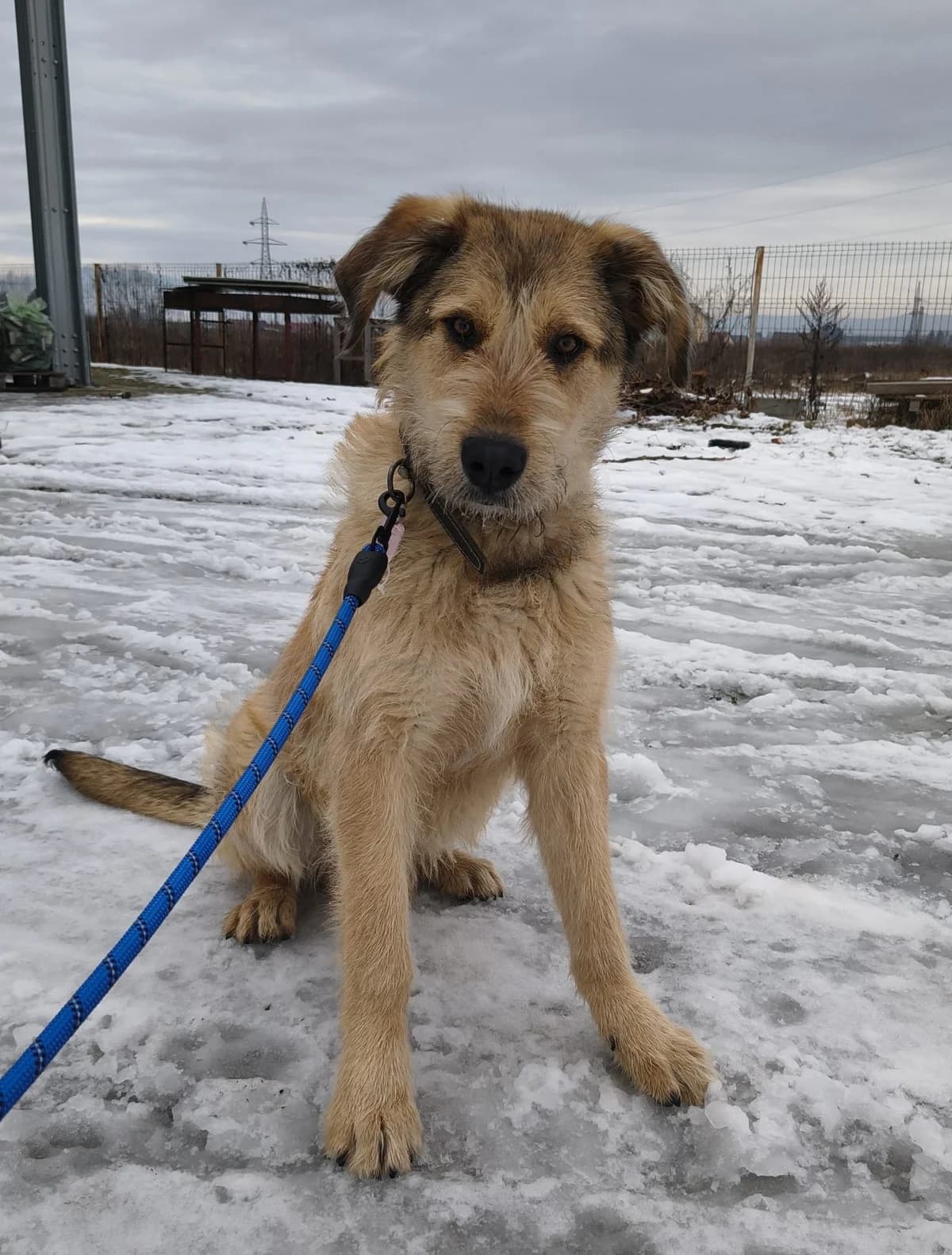 Festival, male puppy Mixed Breed for adoption at Pfotenglück Bayern