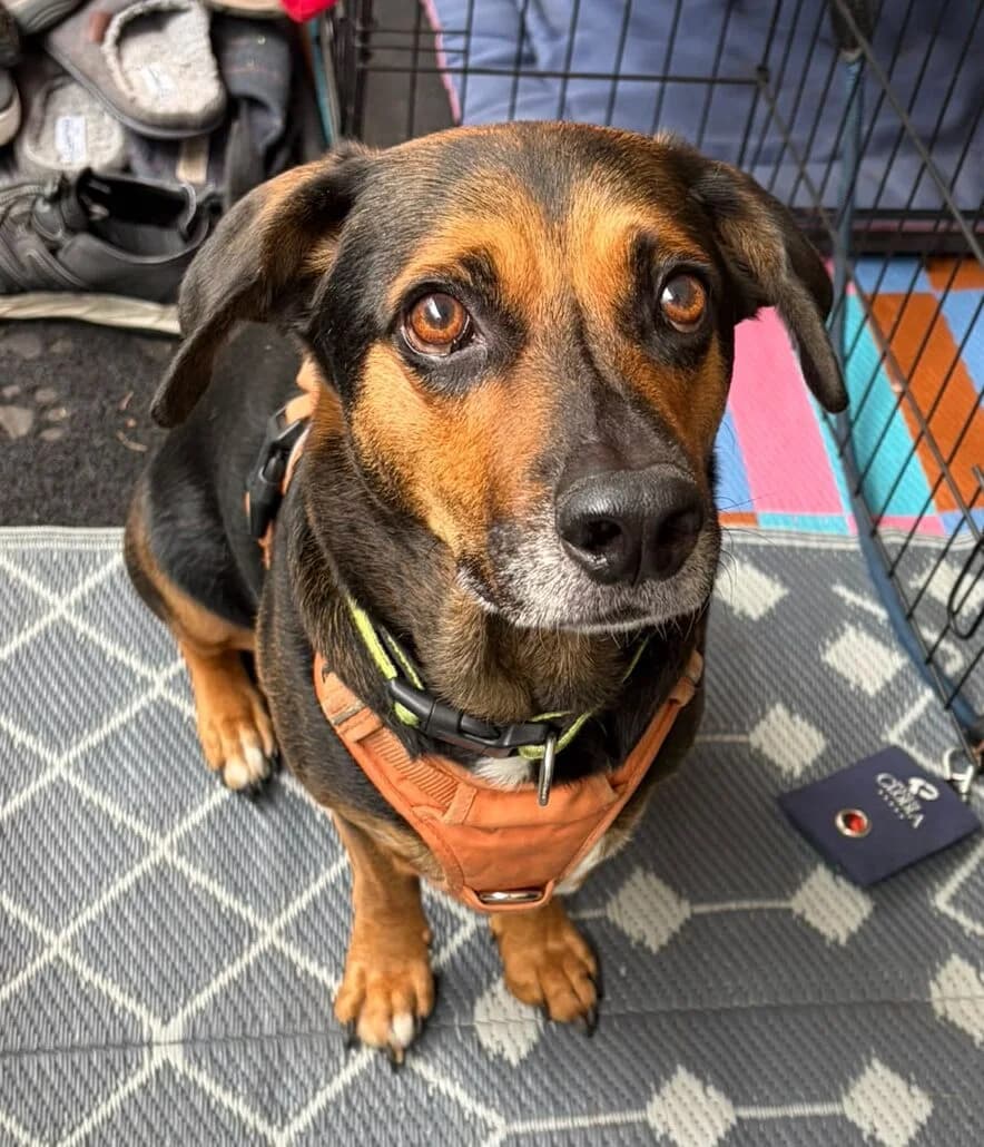 Flash – reserviert, male 7yo Mixed Breed for adoption at Pfotenglück Bayern