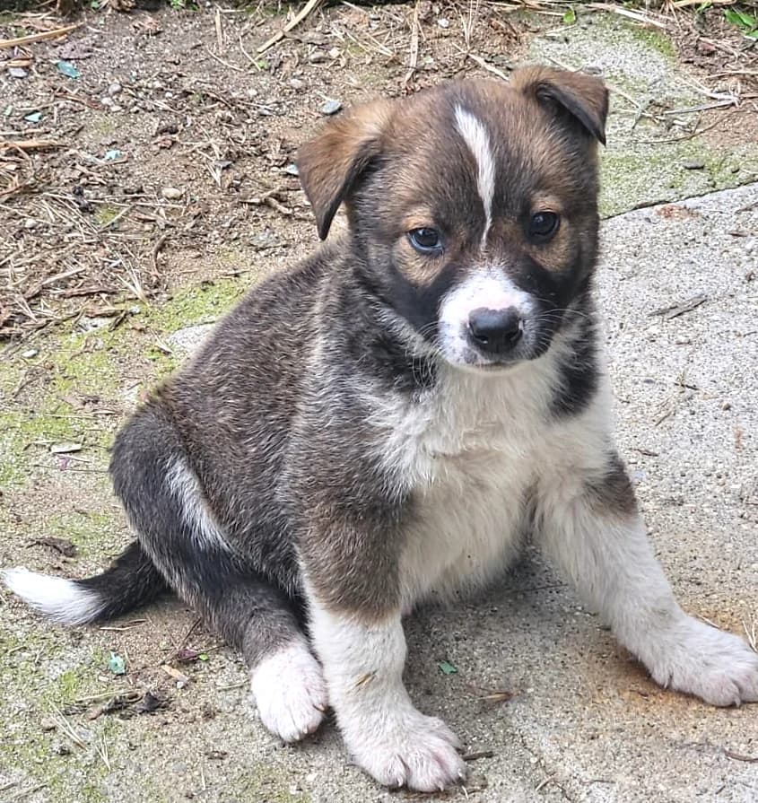 Flori, male puppy Mixed Breed for adoption at Pfotenglück Bayern