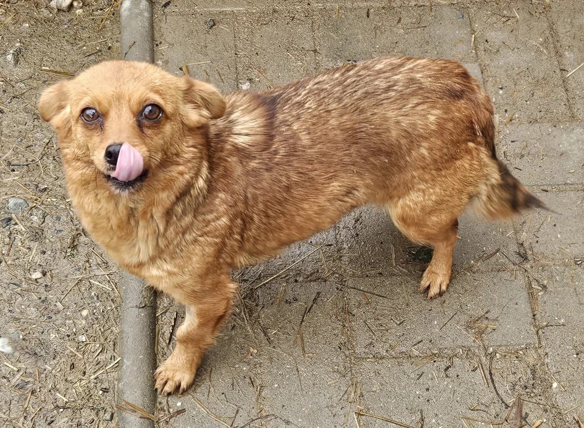 Foxi, female 3yo Mixed Breed for adoption at Pfotenglück Bayern