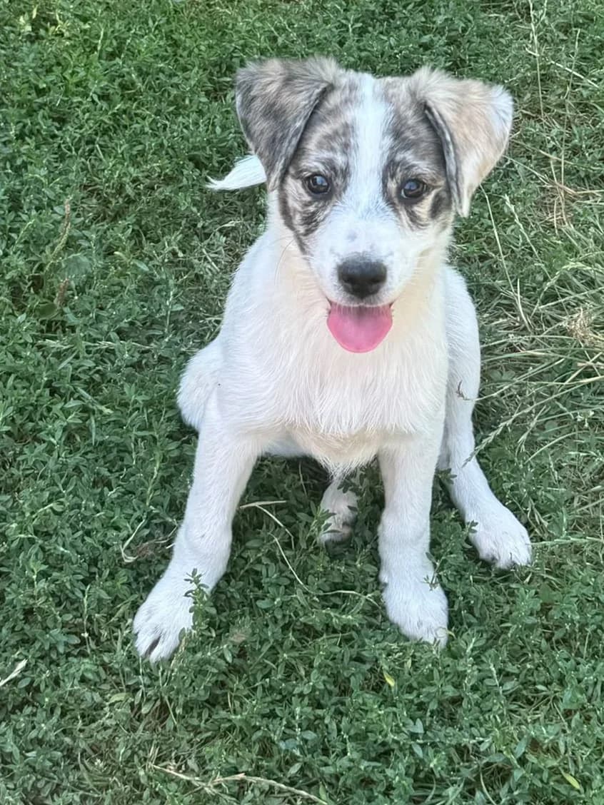 Gerdi, female puppy Mixed Breed for adoption at Pfotenglück Bayern