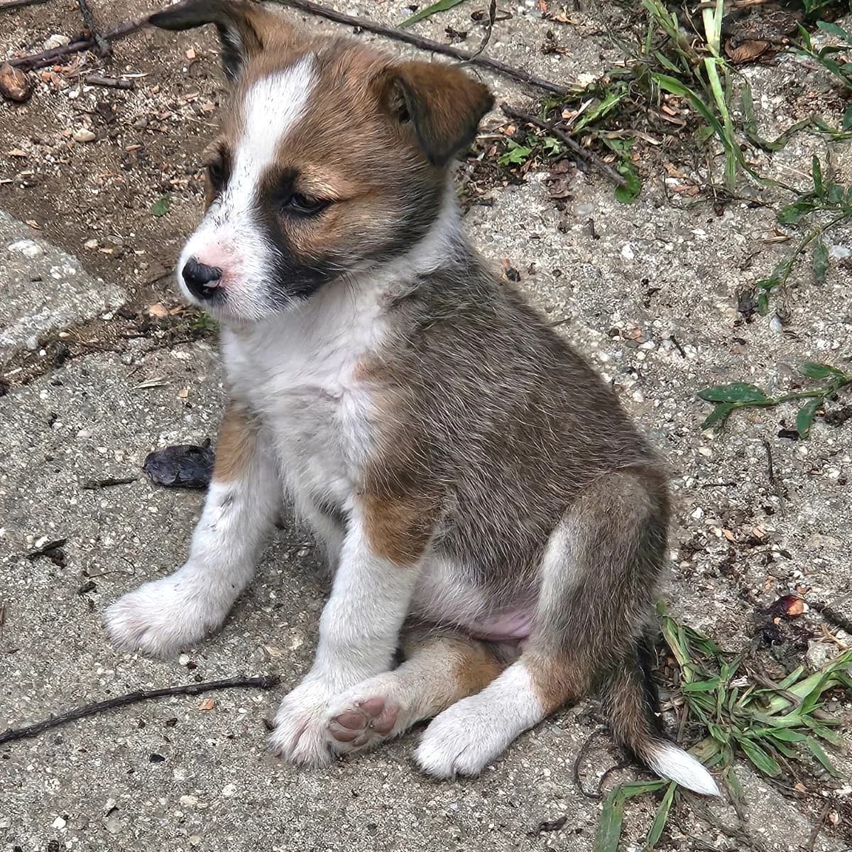 Gerti, female puppy Mixed Breed for adoption at Pfotenglück Bayern